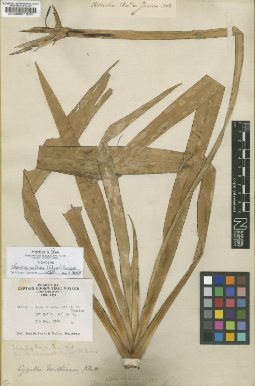 Neomarica northiana (Schneev.) Sprague - BM000580267
