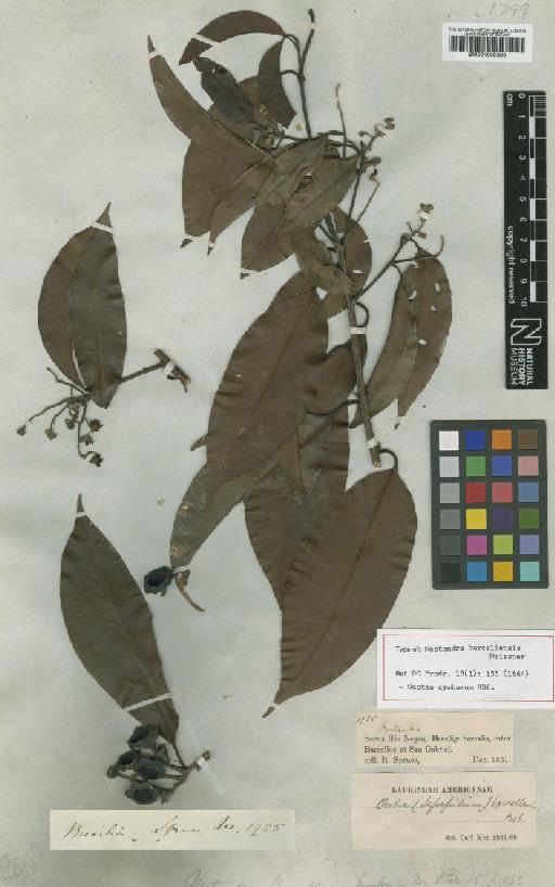 Ocotea cymbarum Kunth - BM001009300