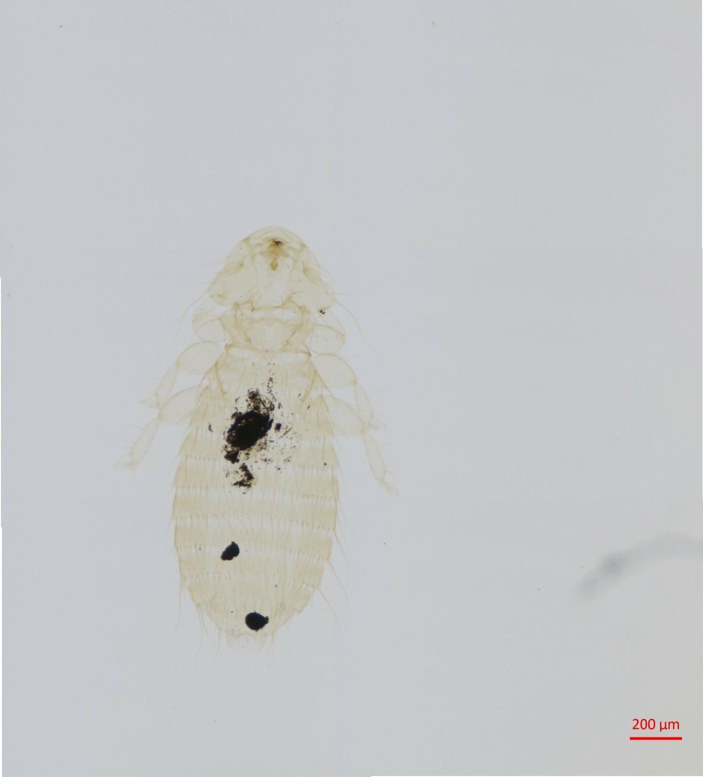 To NHMUK collection (Austromenopon oceanodromae Price & Clay, 1972; HOLOTYPE; NHMUK:ecatalogue:7996180)