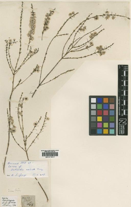 Verticordia carinata Turcz. - BM000796007