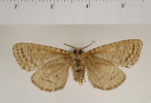 Indarbela tessellatus Moore, 1879 - Cossus tessellatus 1055087 ventral