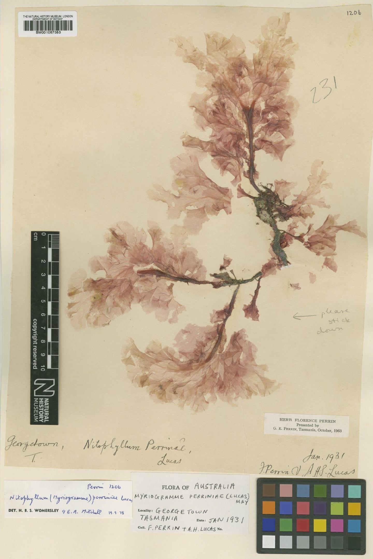 To NHMUK collection (Myriogramme perriniae (A.H.S.Lucas) V.May; TYPE; NHMUK:ecatalogue:2287673)