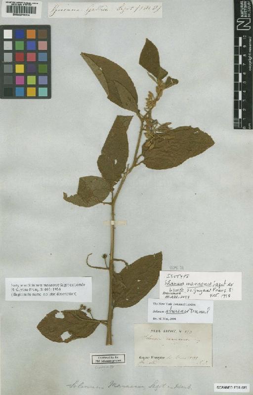 Solanum aturense Humb. & Bonpl. ex Dunal - BM000778226