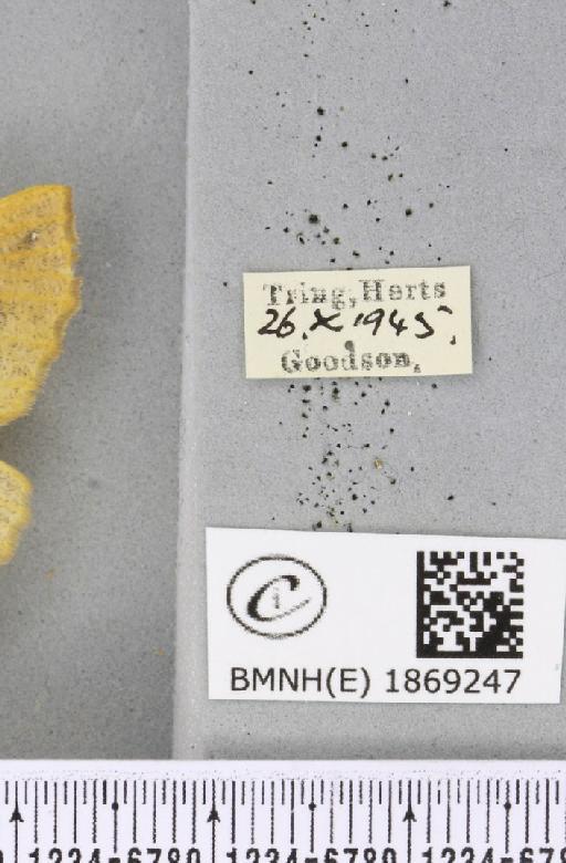 Colotois pennaria ab. aurantiaca Lempke, 1951 - BMNHE_1869247_label_450631