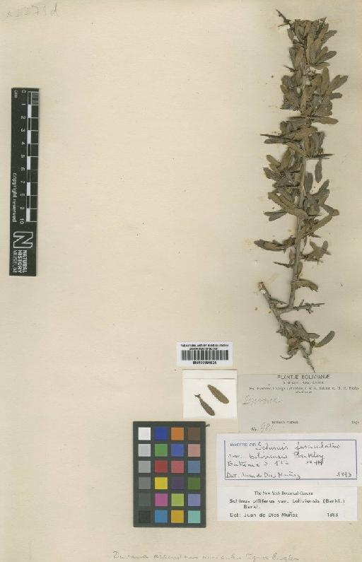 Schinus piliferus var. boliviensis (F.A.Barkley) F.A.Barkley - BM000884826