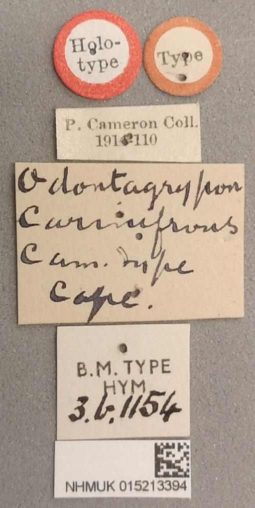 Odontagrypon carinifrons Cameron, P., 1906 - 015213394_Odontagrypon_carinifrons_holotype_labels