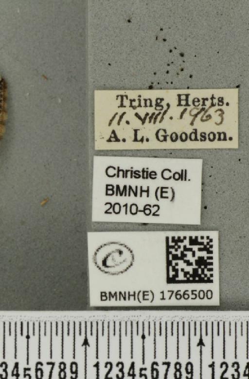 Dysstroma citrata citrata (Linnaeus, 1761) - BMNHE_1766500_label_352965