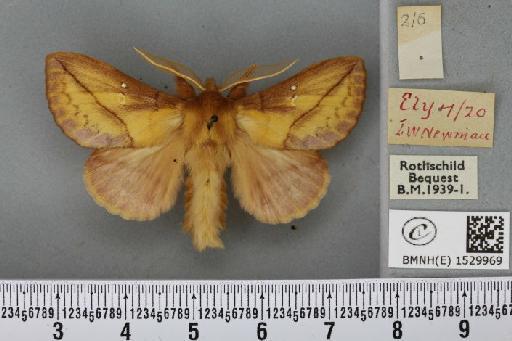 Euthrix potatoria (Linnaeus, 1758) - BMNHE_1529969_197488