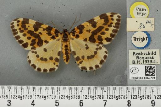 Abraxas grossulariata ab. chalcostrota Cockayne, 1949 - BMNHE_1860794_a_417232