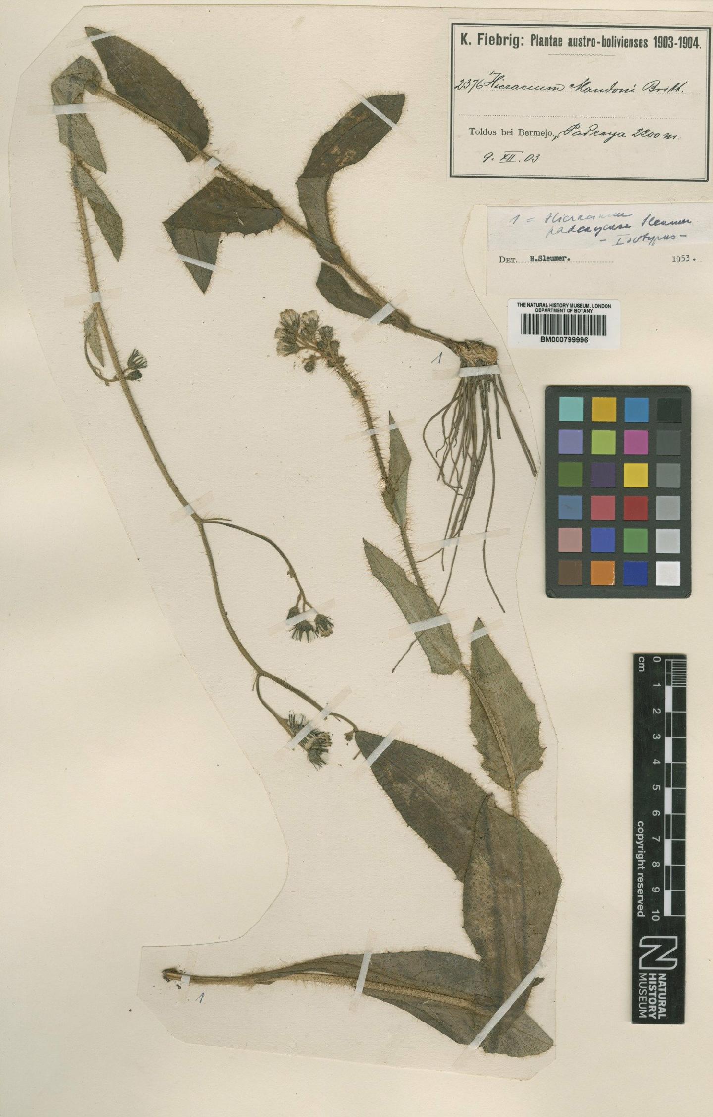 To NHMUK collection (Hieracium padcayense Sleumer; Isotype; NHMUK:ecatalogue:4992178)