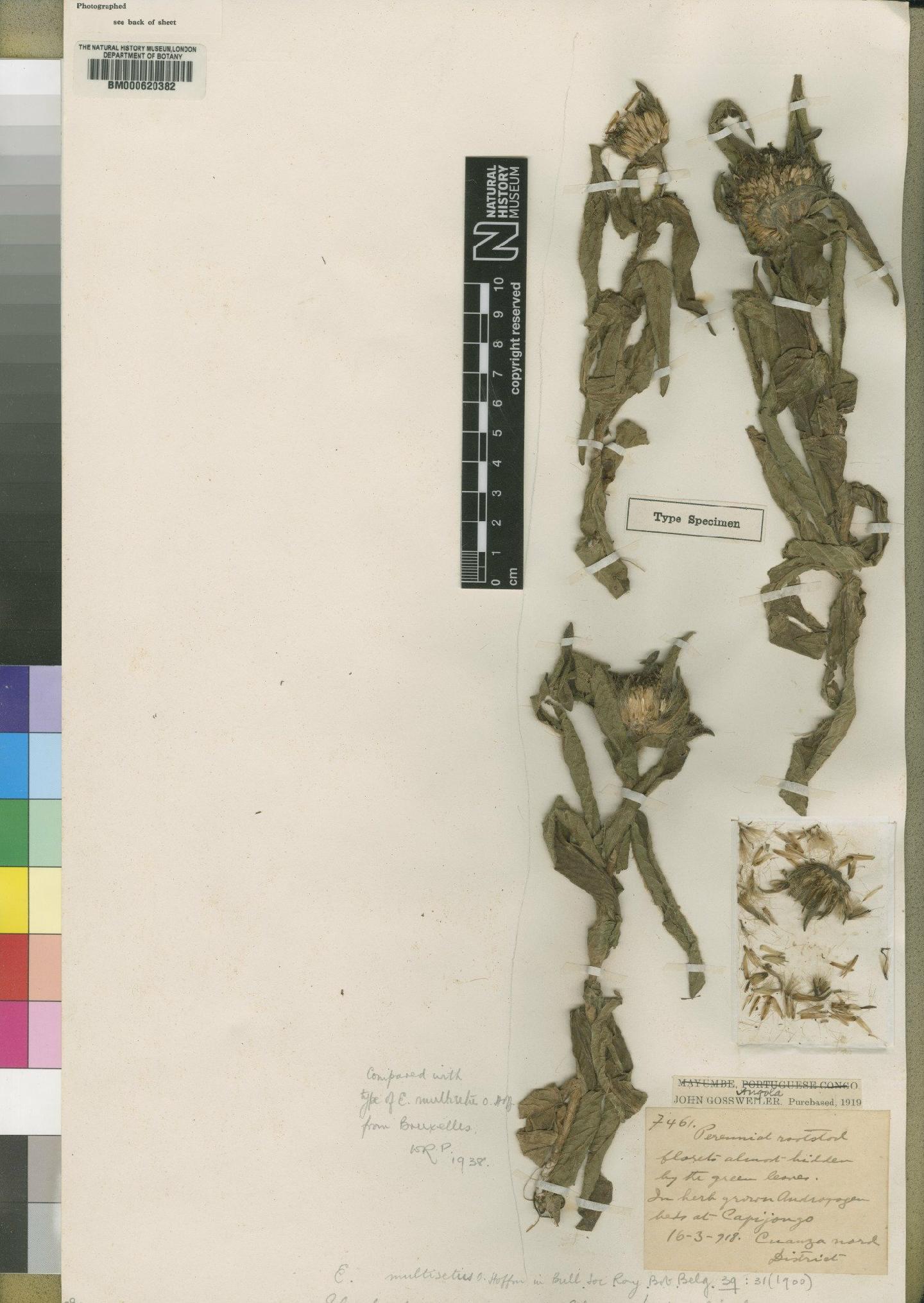 To NHMUK collection (Elephantopus multisetus O.Hoffm.; Type; NHMUK:ecatalogue:4528682)