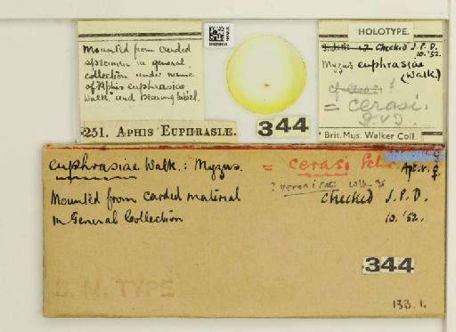 Myzus euphrasiae Walker, 1849 - 014218656_112707_743437_835815_Type
