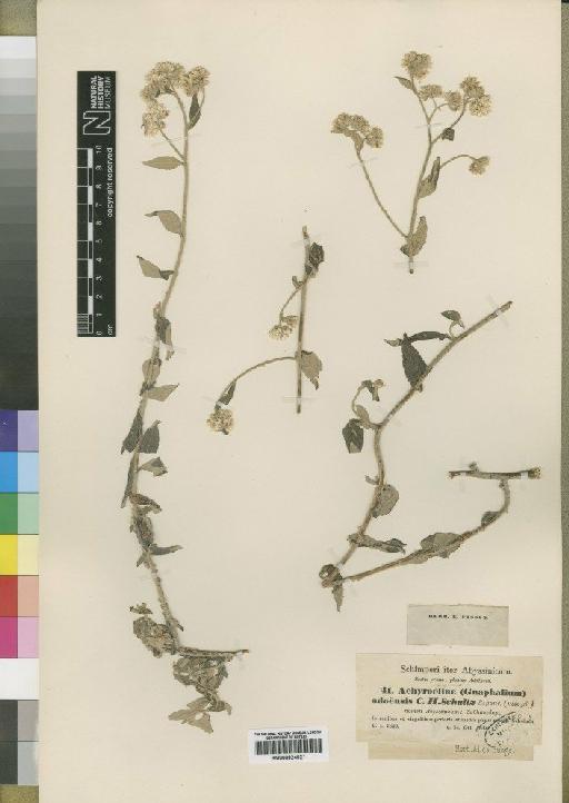 Helichrysum schimperi Moeser - BM000924021