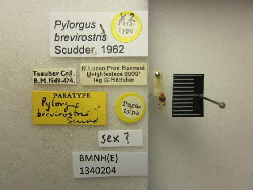 Pylorgus brevirostris Scudder, 1962 - Pylorgus brevirostris-BMNH(E)1340204-Paratype sex queried dorsal & labels 1