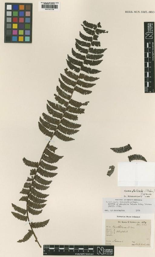 Alsophila falcata Kuhn - BM000804346