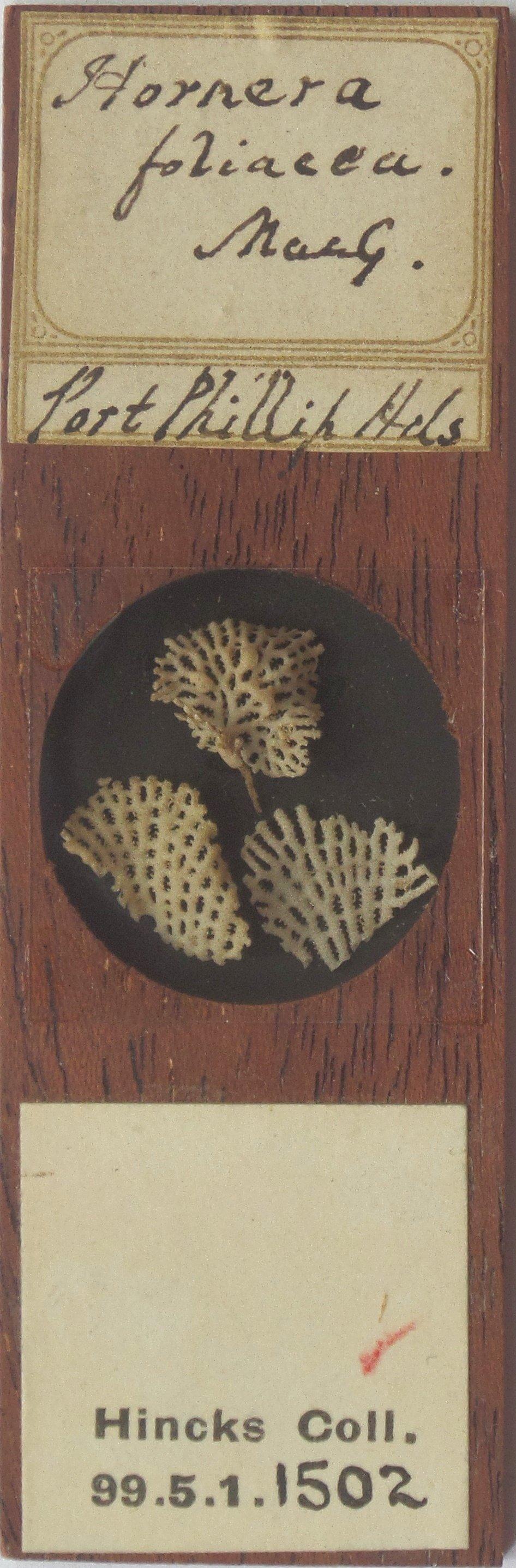 To NHMUK collection (Hornera foliacea MacGillivray, 1869; NHMUK:ecatalogue:4070571)