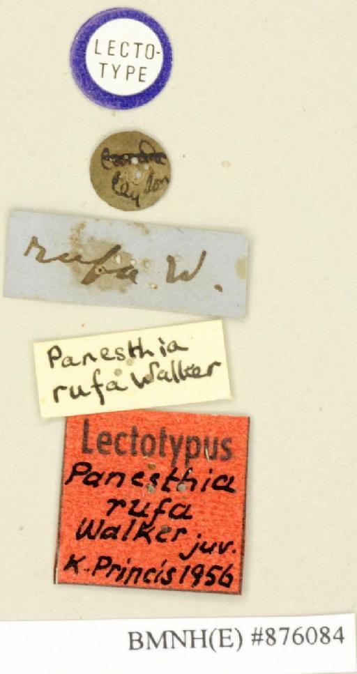 Panesthia rufa Walker, 1868 - Panesthia rufa Walker, F, 1868, female, lectotype, labels. Photographer: Edward Baker. BMNH(E)#876084