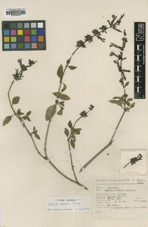 Salvia hintonii Epling - BM000992976