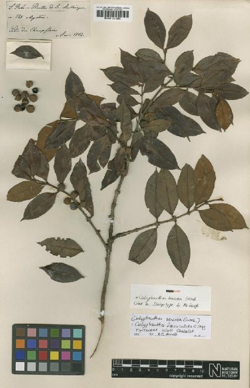 Calyptranthes fasciculata O.Berg - BM001011023