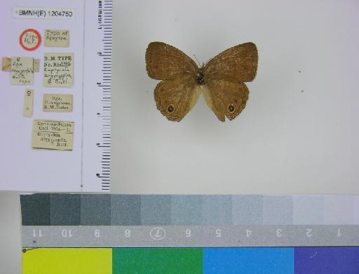Euptychia argyrospila Butler, 1867 - BMNH(E)_ 1204750_Yphthimoides_(Euptychia)_argyrospila_Butler_HT_female (1).JPG