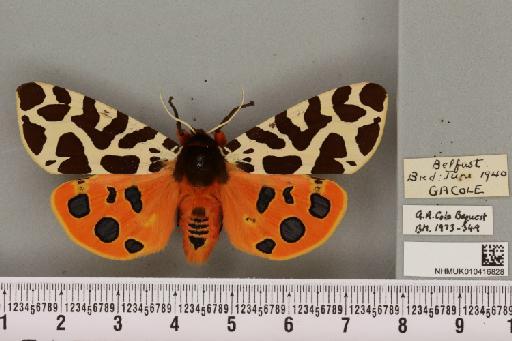 Arctia caja (Linnaeus, 1758) - NHMUK_010416828_529195