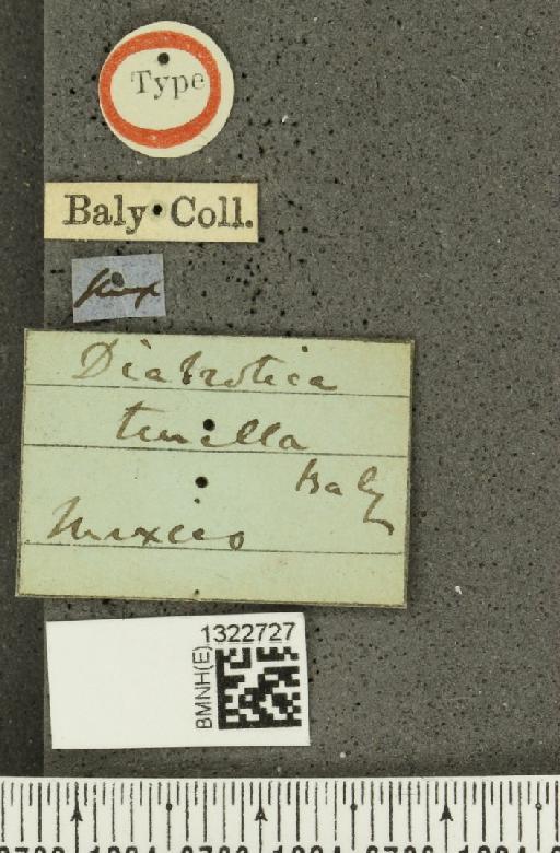 Diabrotica dissimilis Jacoby, 1887 - BMNHE_1322727_label_19424