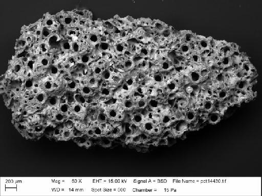 Osthimosia glomerata (Gabb & Horn, 1862) - BZ 5949. Osthimosia glomerata-1