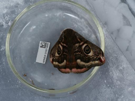 Saturnia pavonia (Linnaeus, 1758) - 015214905_1