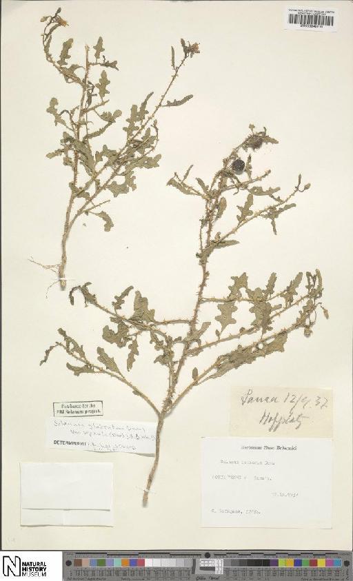 Solanum glabratum Dunal - BM000942610