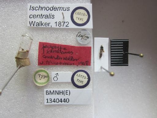 Ischnodemus centralis Walker, 1872 - Ischnodemus centralis-BMNH(E)1340440-Lectotype male dorsal & labels1