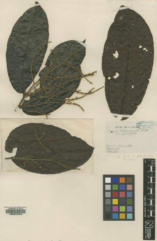 Licania heteromorpha var. heteromorpha - BM000602310