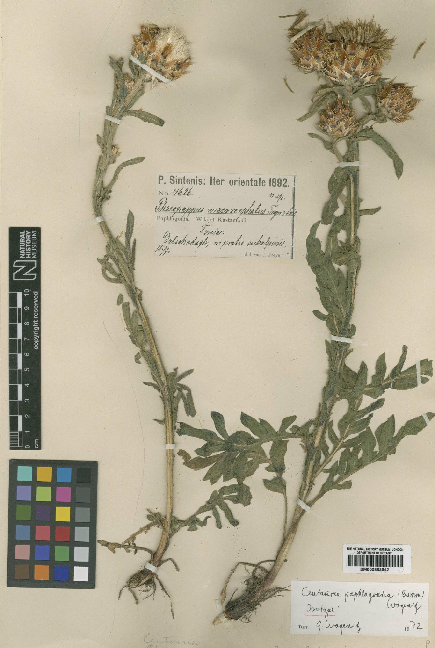 To NHMUK collection (Centaurea paphlagonica (Bornm) Wagenitz; Isotype; NHMUK:ecatalogue:4993775)