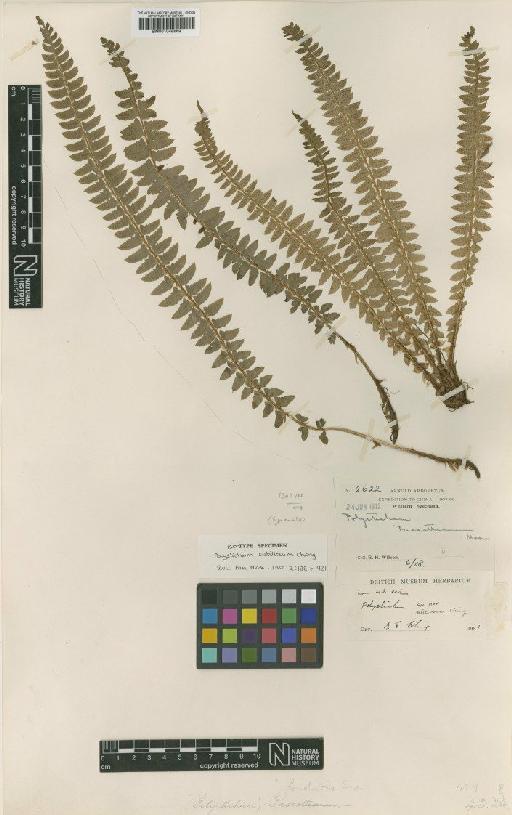 Polystichum setillosum Ching - BM001048669