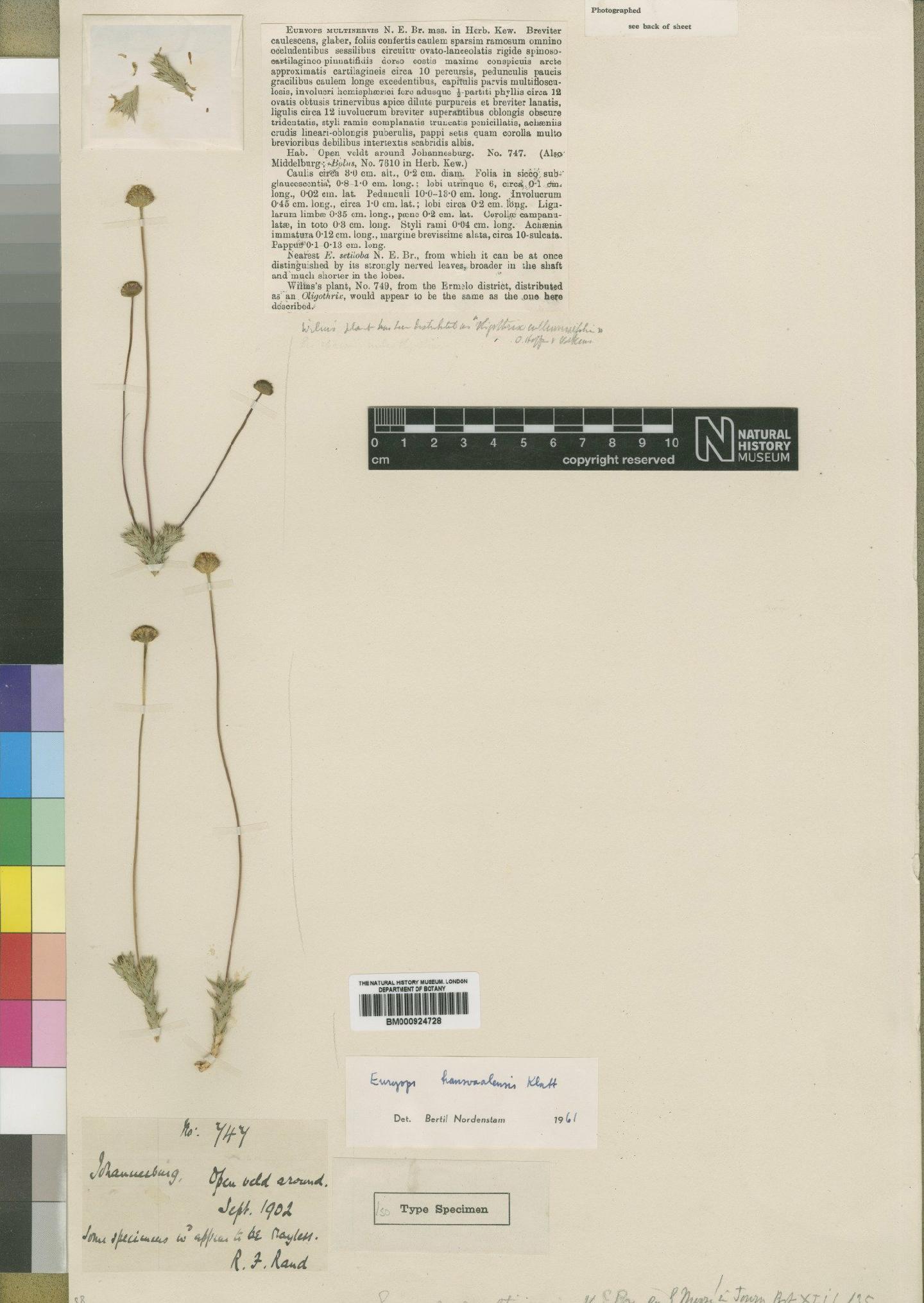 To NHMUK collection (Euryops transvaalensis Klatt; Type; NHMUK:ecatalogue:4553377)