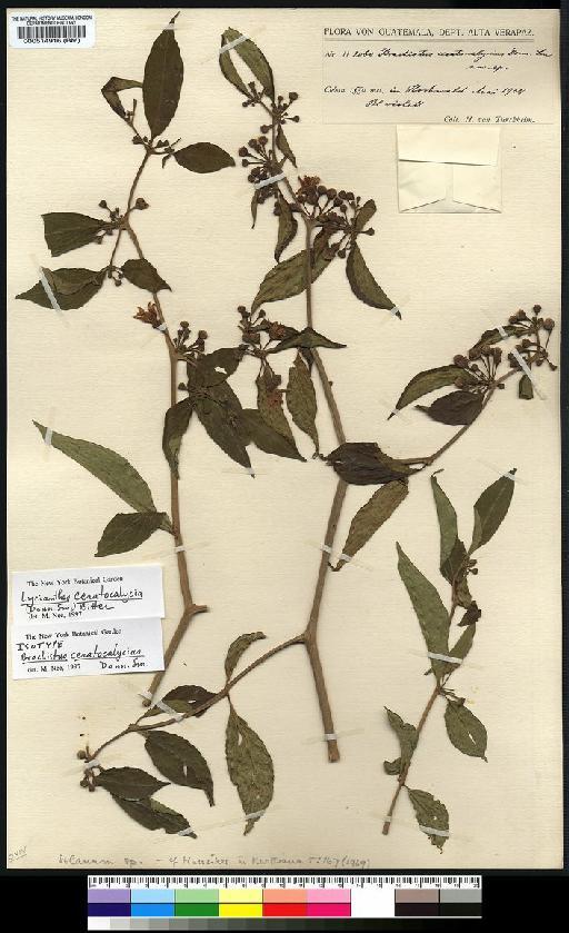 Lycianthes ceratocalycia (Donn.Sm.) Bitter - Spruce - BM000514916