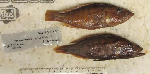 Haplochromis mandibularis Greenwood, 1962 - BMNH 1962.3.2.223-224, PARATYPES, Haplochromis mandibularis