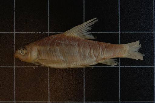 Varicorhinus stenostoma Boulenger, 1910 - 1910.11.28.145 Varicorhinus stenostoma b