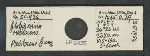 Globoturborotalita rubescens (Hofker, 1956) - ZF6155.jpg