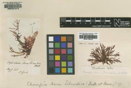 Champia novae-zelandiae (Hook.f. & Harv.) Harv. - BM001038665