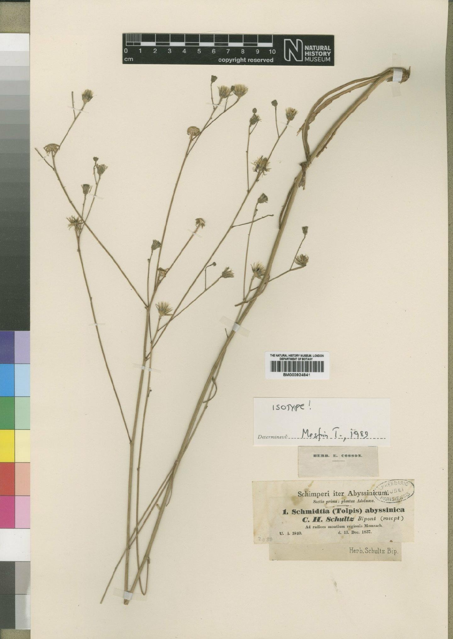 To NHMUK collection (Tolpis altissima Pers.; Isotype; NHMUK:ecatalogue:4553624)