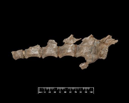 Metriorhynchus brachyrhynchus Deslongchamps - R3804-R-3804-010-22072019