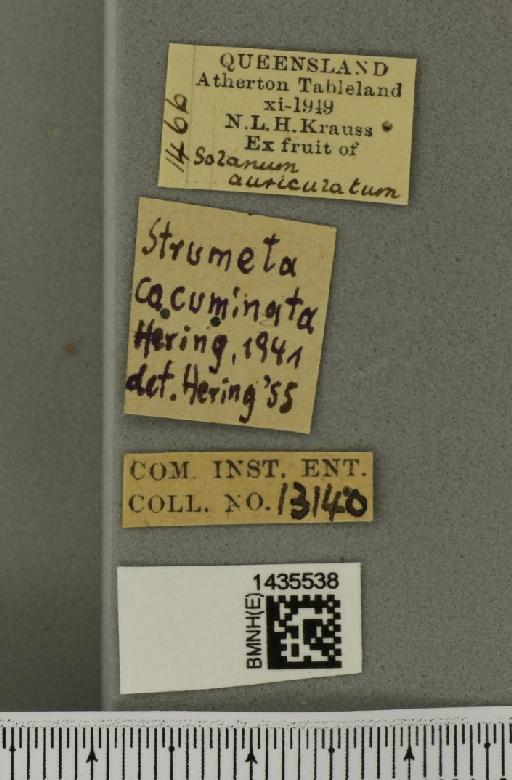 Bactrocera (Bactrocera) cacuminata (Hering, 1941) - BMNHE_1435538_label_28549