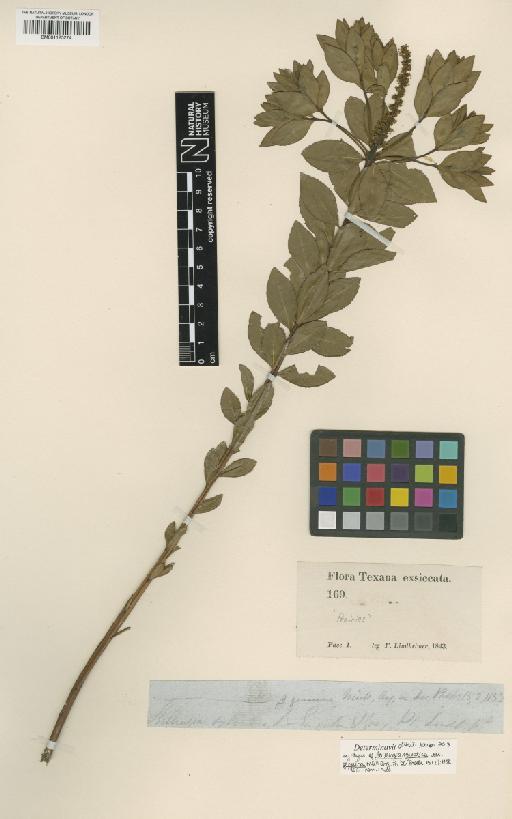 Stillingia sylvatica L. - BM001125274