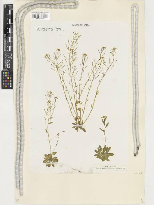 Arabidopsis thaliana (L.) Heynh. - BM001117520