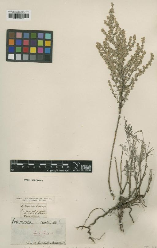 Artemisia taurica Willd. - BM001025917