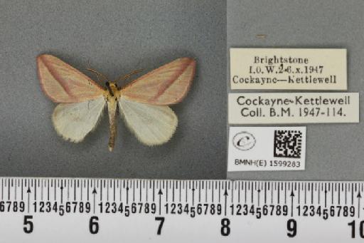 Rhodometra sacraria ab. sanguinaria Esper, 1799 - BMNHE_1599283_299668