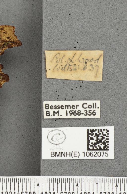 Polygonia c-album ab. variegata Tutt, 1896 - BMNHE_1062075_label_22930