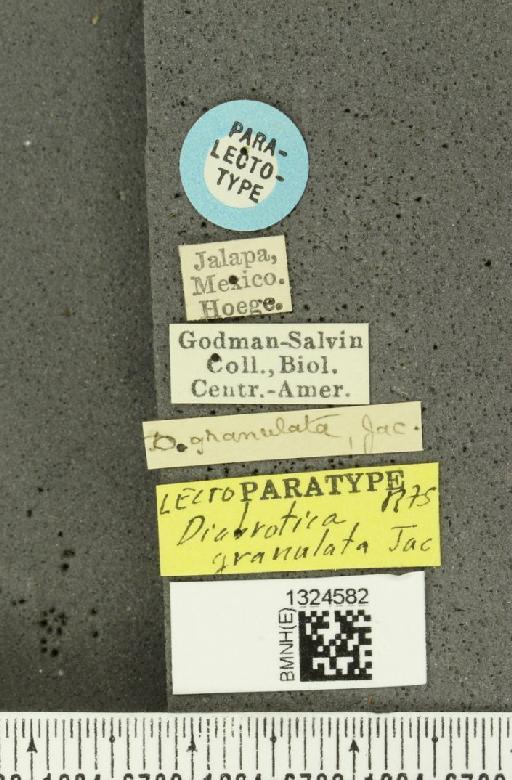 Amphelasma granulatum (Jacoby, 1887) - BMNHE_1324582_label_22187