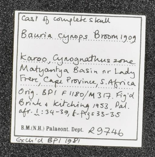 Bauria cynops Broom, 1909 - NHMUK PV R 9746 - label