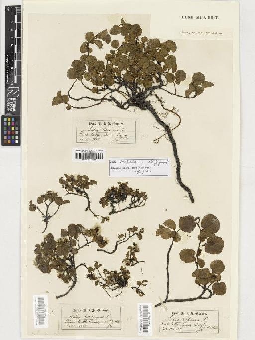 Salix herbacea L. - BM001074240